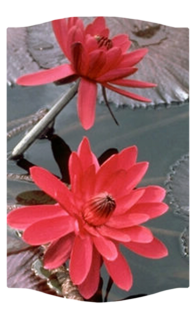 DNSLOG C 026 Water Lily Red 
